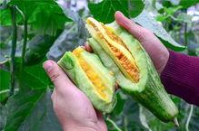 高质量网红吃瓜视频下载,高清下载攻略，尽享娱乐盛宴