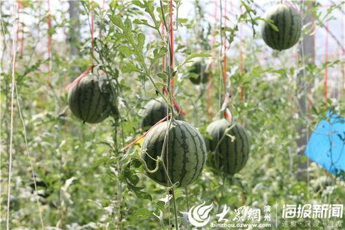 临夏网红吃瓜事件视频,一场网络狂欢背后的真相揭秘