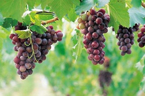 网红吃瓜葡萄图片