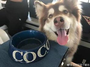 网红吃瓜狗子是谁