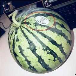 网红吃瓜星,揭秘娱乐圈幕后真相