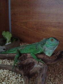 吃瓜网印度蜥蜴视频在线观看,吃瓜网独家在线观看