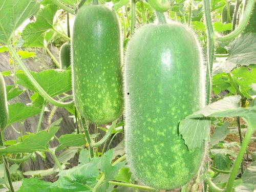 推特网红吃瓜福利大全,揭秘推特热门网红的独家福利分享