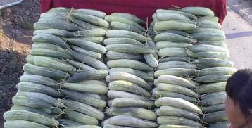 农村女网红吃瓜图片大全,趣味吃瓜图鉴大揭秘