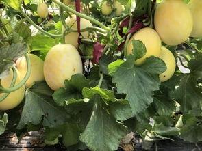 界首网红吃瓜视频,揭秘网络热点背后的故事