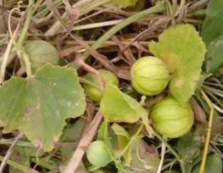 抖音网红星野吃瓜,揭秘抖音网红幕后故事