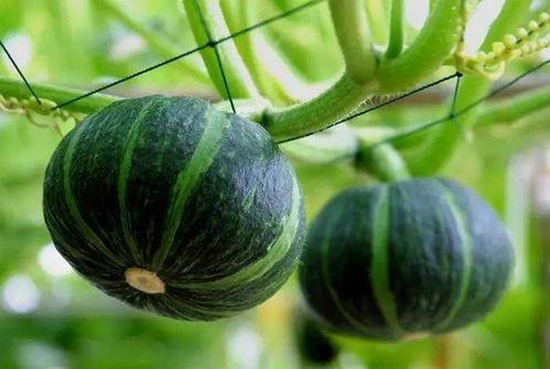 滨州吃瓜网红是谁呀图片,滨州网红“吃瓜达人”揭秘！