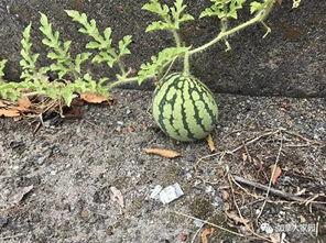 一个网红专门讲吃瓜的事,揭秘网红吃瓜背后的故事