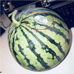 网红都在吃瓜,揭秘“吃瓜”背后的网络现象