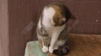 吃瓜猫咪影视下载官网