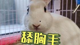 小羊抖音网红吃瓜合集