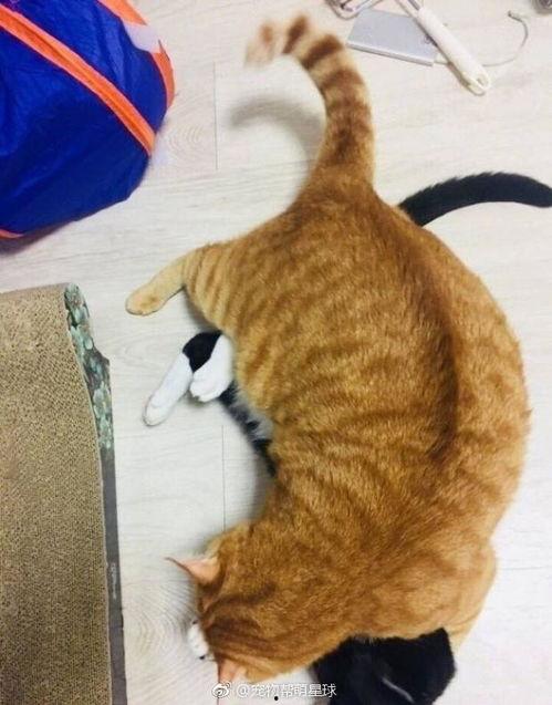 黑猫网吃瓜,揭秘娱乐圈幕后真相